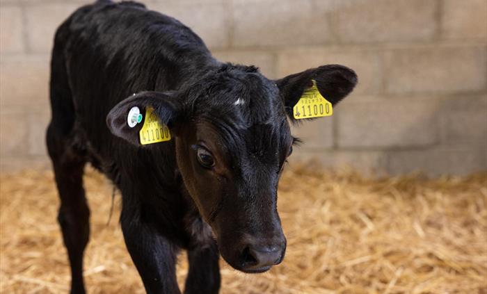 Calf